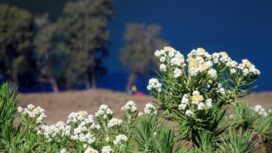 bunga edelweis (istimewa)