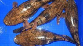 Ikan Betutu. (Istimewa)