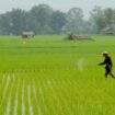 Ilustrasi sektor pertanian (istimewa)