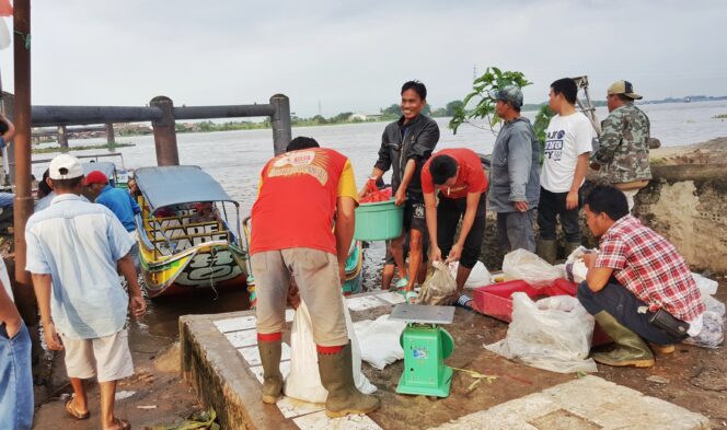 
					Mengintip Pasokan Ikan Sungai dari Kawasan Muara Belida