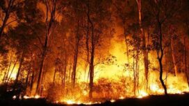 Ilustrasi Karhutla (Foto: Istimewa)