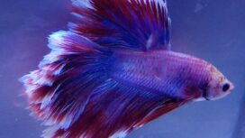 Ikang Cupang (Foto: Istimewa)