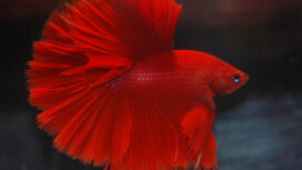 Ikan cupang (Foto: Istimewa)