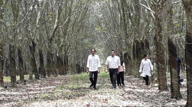 Harga Karet di Sumsel Terus Anjlok