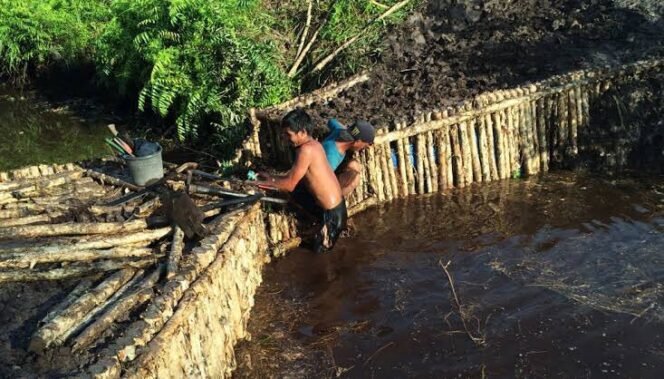 
Sekat Kanal dan Sumur Bor Diperika Untuk Optimalisasi Pembasahan Gambut