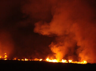 Ilustrasi Karhutla. Foto : Istimewa