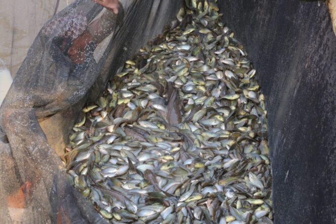 
					Gubernur Sumsel: Melebung Ikan Dikemas Jadi Wisata Baru