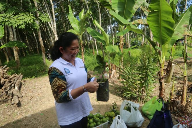 
Usaha Tanaman Hias Jadi Alternatif Meningkatkan Pendapatan Keluarga
