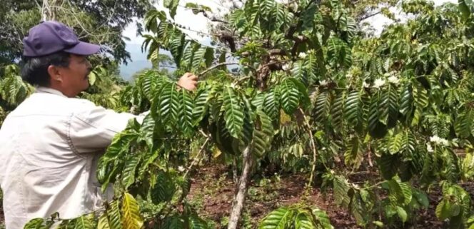 
Sepinya Permintaan di Tengah Covid-19, Harga Kopi Muara Enim Turun Drastis