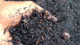 Sekam Bakar (Dok. Istimewa)