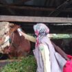 Salah satu calon sapi kurban Jokowi diperiksa kesehatannya (Dok. Urban Id)