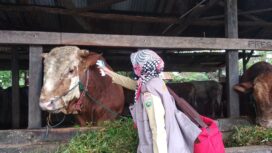 Salah satu calon sapi kurban Jokowi diperiksa kesehatannya (Dok. Urban Id)