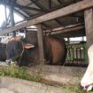 Suasana Tempat Peternakan Sapi di Kota Palembang (Dok. Urban Id)