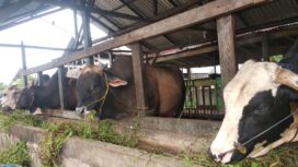 Suasana Tempat Peternakan Sapi di Kota Palembang (Dok. Urban Id)