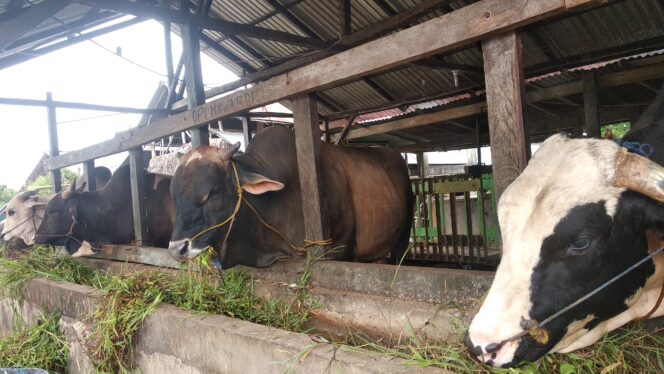 
					Suasana Tempat Peternakan Sapi di Kota Palembang (Dok. Urban Id)