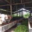 Suasana Peternakan Sapi di Dwikarya Farm Palembang (Dok. Urban Id)