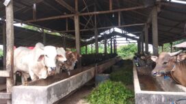 Suasana Peternakan Sapi di Dwikarya Farm Palembang (Dok. Urban Id)