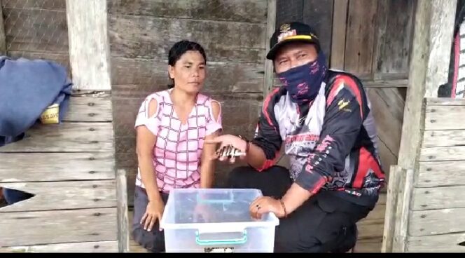 
Tiger Fish Ikan Pembawa Berkah di Sungai Lalan, Pemkab Muba Support Nelayan