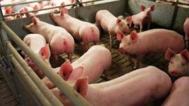 Hewan Babi Ternak (Foto : Istimewah)