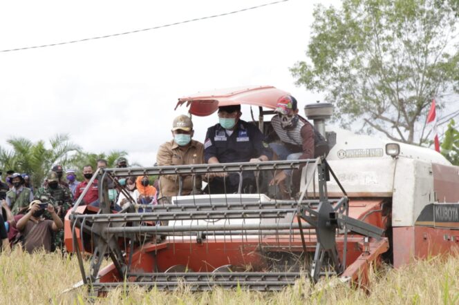 
Hari Minggu Tetap Kerja, Herman Deru Panen Raya Padi Lebak