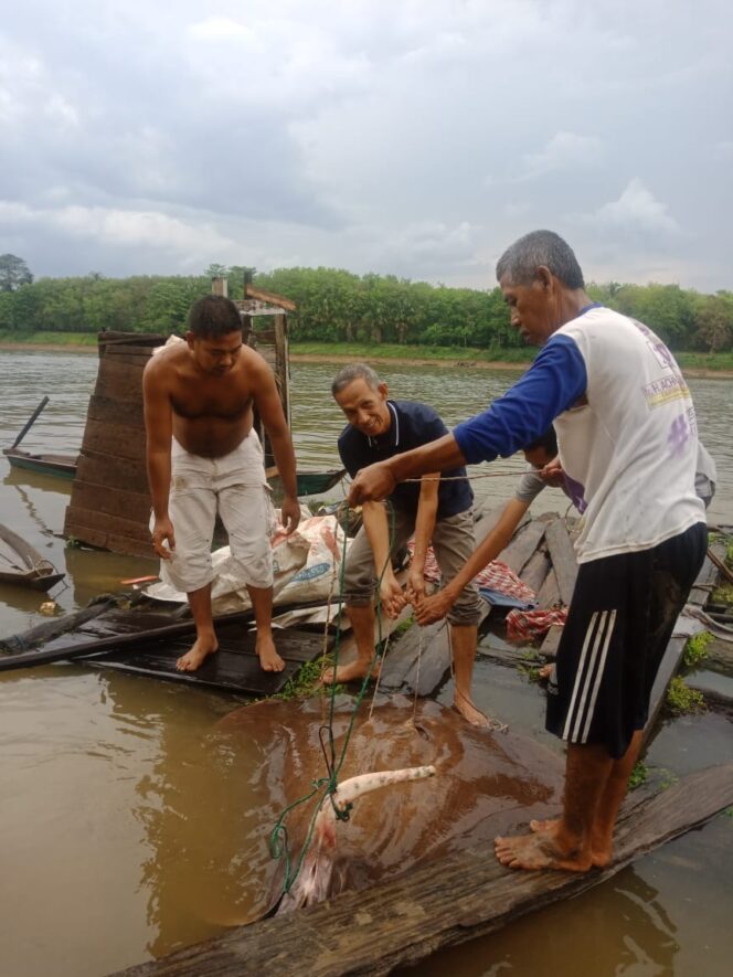 
					Warga Lepas Ikan Pari Raksasa, Bupati DRA: Komitmen Muba Jaga Biota Sungai