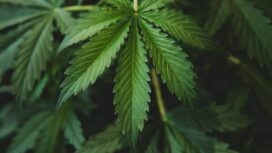 Foto : Daun Ganja (Dok. Ilustrasi)