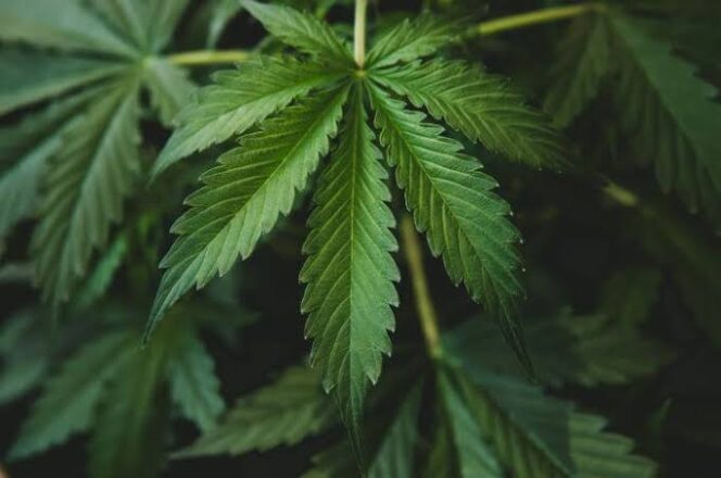
					Foto : Daun Ganja (Dok. Ilustrasi) 