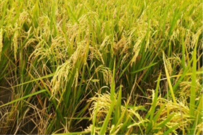 
Panen Raya, Pemerintah Terus Lakukan Gerakan Serap Gabah Petani