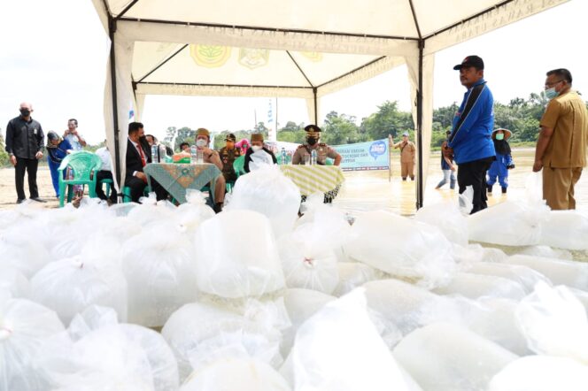 
Herman Deru Tebar Puluhan Ribu Benih Ikan di Sungai Rawas