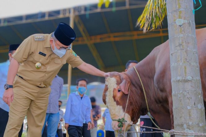
Prioritaskan Daging Kurban Untuk Warga Isoman dan Warga kurang Mampu