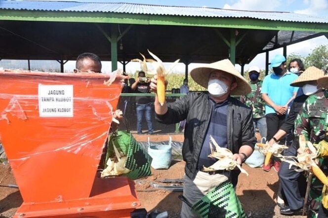 
Herman Deru Panen Jagung Dilahan Demplot Kodim 0406 Linggau