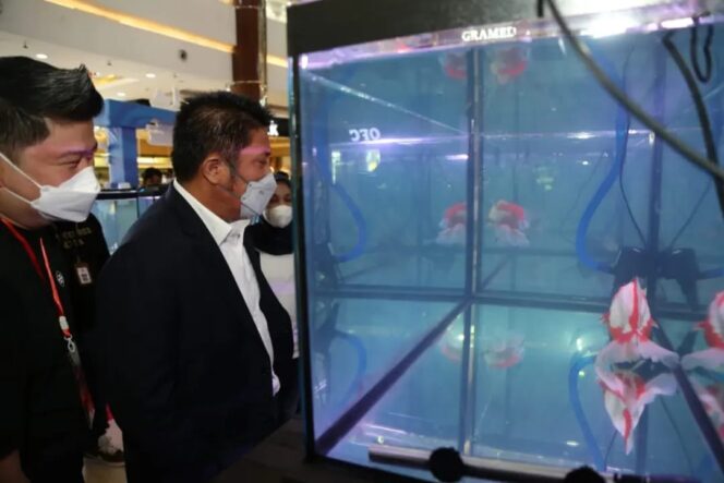 
Herman Deru: Budidaya Mas Koki Jadi Hobi Yang Menghasilkan di Tengah Pandemi