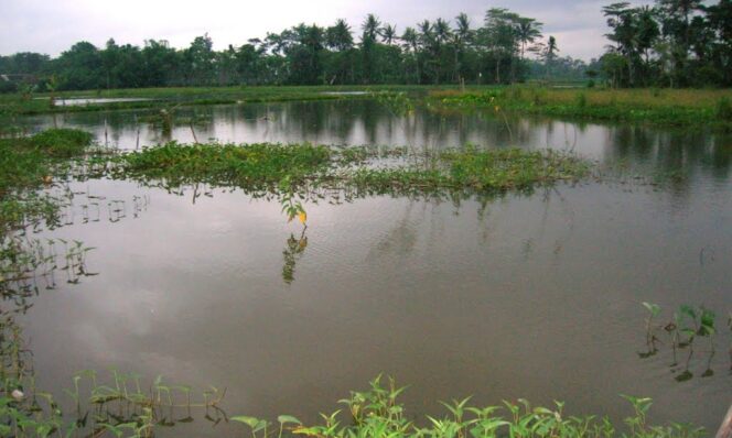 
					Timbun Lahan Rawa Harus Izin Pemkot Palembang