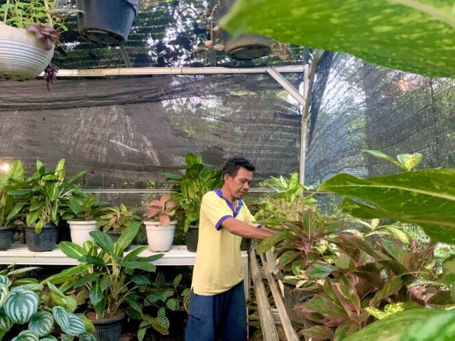 
					Budidaya Bibit Tanaman Hias Aglonema di Desa Sukaraja Baru Merupakan Terbesar di Sumsel