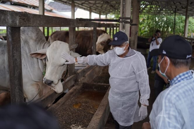 
Capaian Vaksinasi PMK di Sumsel 60,30 Persen, Mawardi Yahya: Masyarakat Peternak Tak Perlu Khawatir