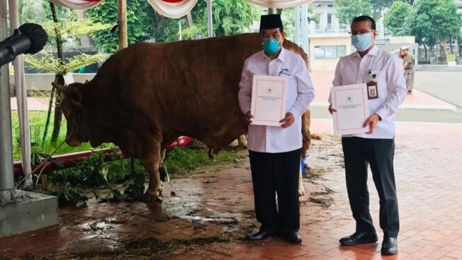 
Presiden Jokowi Berikan Sapi Kurban ke Tiap Provinsi pada Iduladha 1444 H