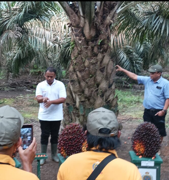 
					Peremajaan Kelapa Sawit, Kelompok Usaha Bersama INTI SAWIT SEJAHTERA Bengkulu Utara Belajar ke Sumsel