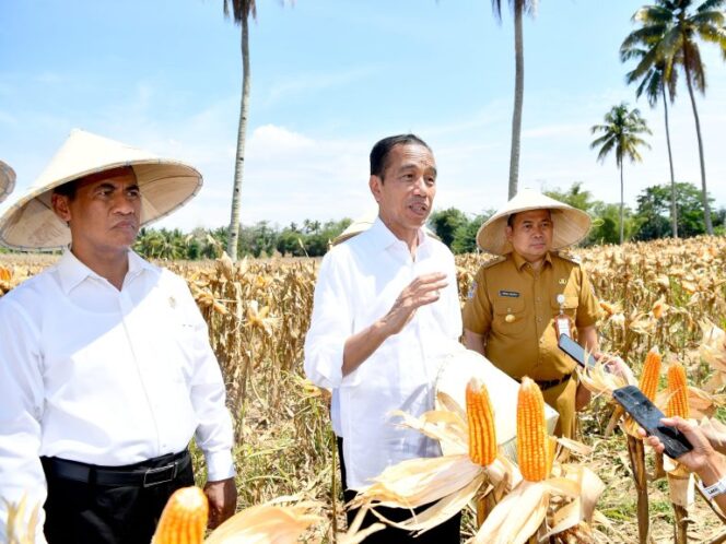 
Tinjau Panen Jagung di Boalemo, Presiden Dorong Peningkatan Produksi dan Kesejahteraan Petani