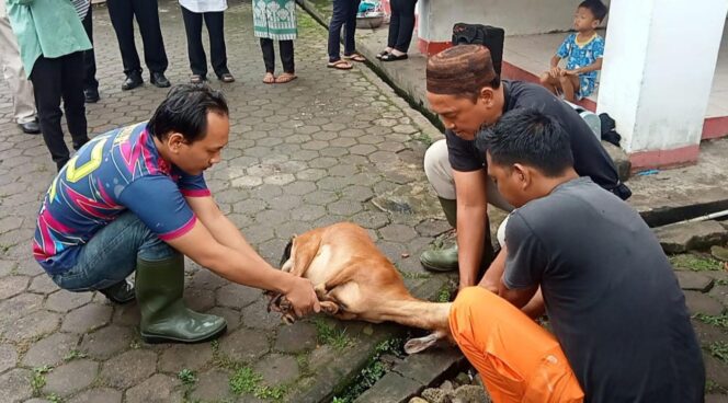 
					RDPS Unggul di Pilkada Palembang, Relawan Potong Kambing