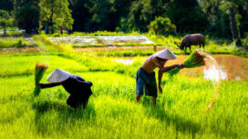 Ilustrasi Petani. Foto : Istock