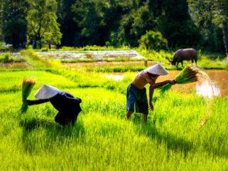 Ilustrasi Petani. Foto : Istock