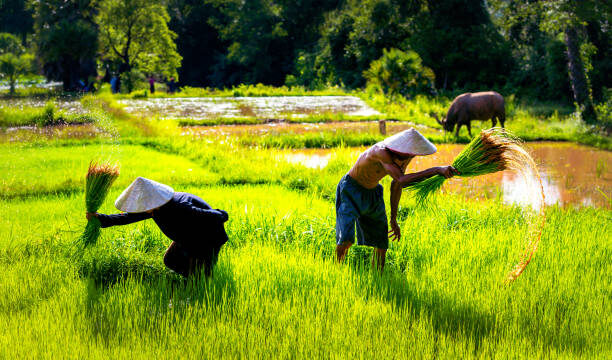 Ilustrasi Petani. Foto : Istock