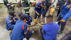 Damkar saat menangkap buaya di di kawasan Jalan Tanjung Api-Api, Desa Gasing, Kabupaten Banyuasin. Foto : Toriq Abdullah/Urban Id