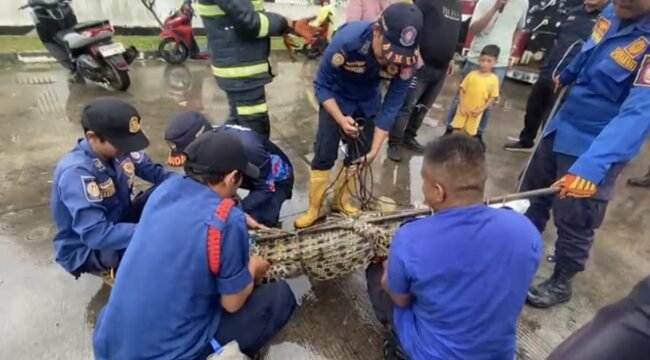 Damkar saat menangkap buaya di di kawasan Jalan Tanjung Api-Api, Desa Gasing, Kabupaten Banyuasin. Foto : Toriq Abdullah/Urban Id