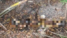 Potongan video penemuan sesosok mayat yang sudah tinggal tulang menghebohkan warga dan beredar luas di berbagai grup WhatsApp/handout