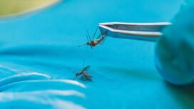 Ilustrasi nyamuk demam berdarah. Foto : Istock