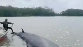 Paus yang terdampar di di wilayah perbatasan Kecamatan Cengal dan Kecamatan Sungai Menang. Foto : Istimewa