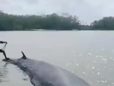 Paus yang terdampar di di wilayah perbatasan Kecamatan Cengal dan Kecamatan Sungai Menang. Foto : Istimewa