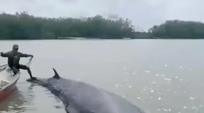 Paus yang terdampar di di wilayah perbatasan Kecamatan Cengal dan Kecamatan Sungai Menang. Foto : Istimewa