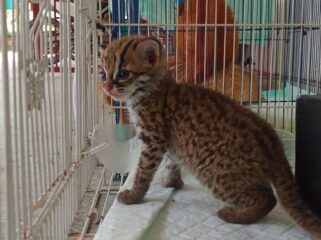 Penampakan kucing hutan. Foto : BKSDA